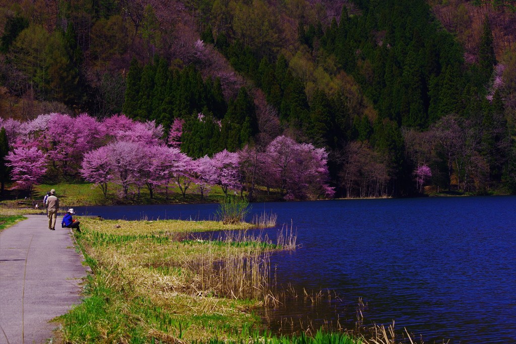 君と見た桜色の夢☆。.:＊・゜