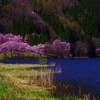 君と見た桜色の夢☆。.:＊・゜