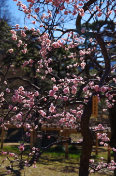 しずくpink　春爛漫☆彡