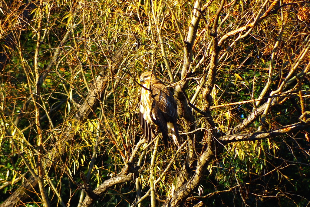 Eastern Buzzard・ちいさな鷹