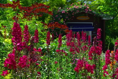 gardenを彩るflower・しずくpink華やかに