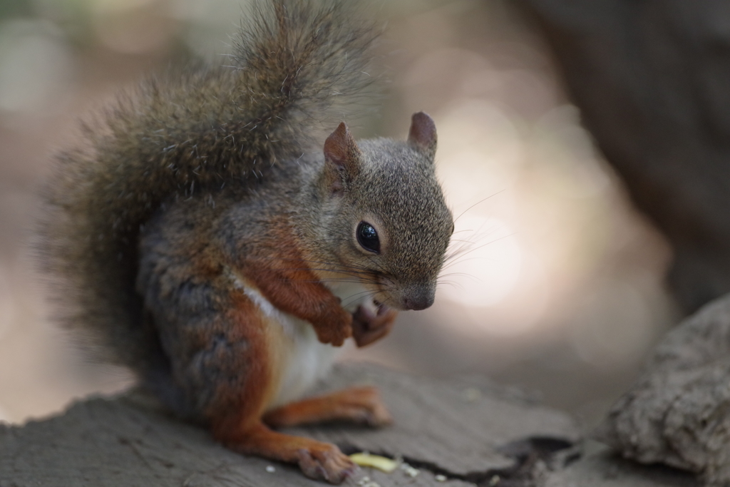 ムフッ(≧∇≦*)