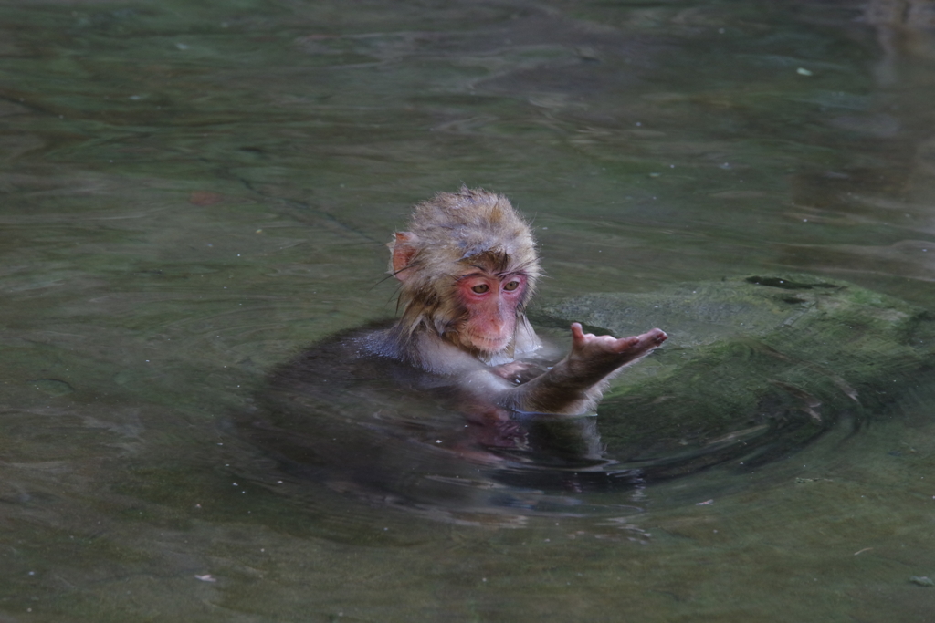 これが美人の湯なのね～ウッキー(≧∇≦*)