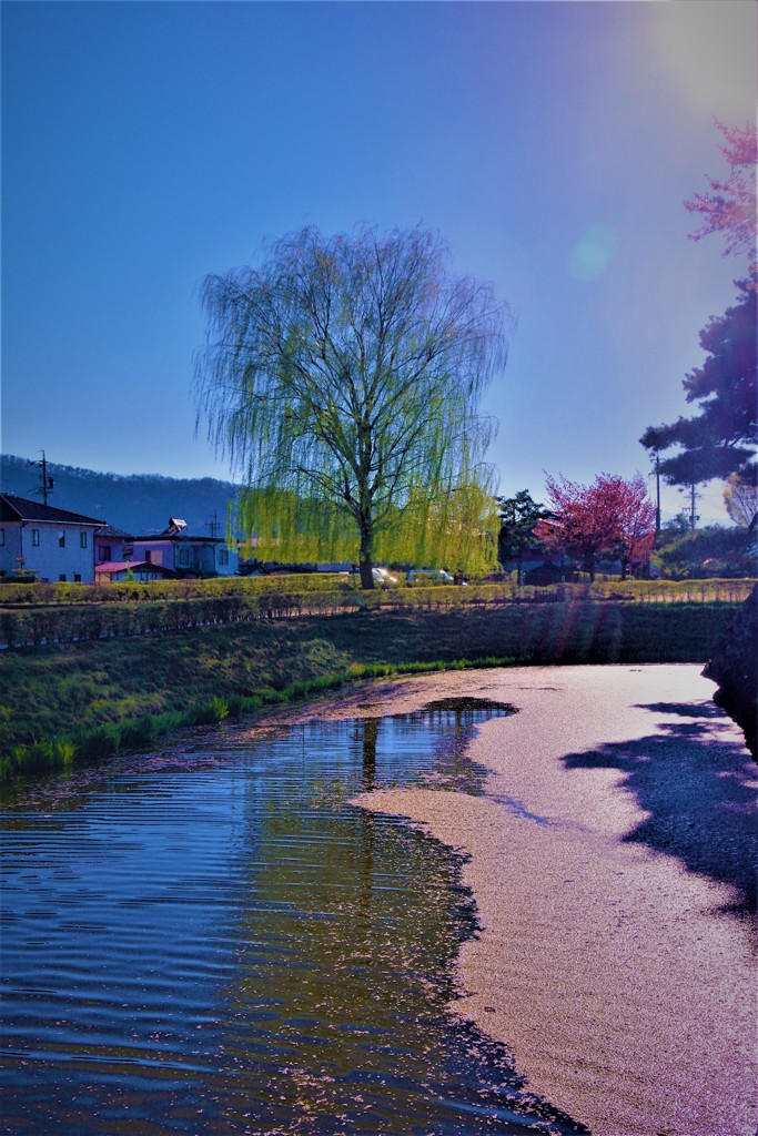 君と眺めた春色桜色・・・