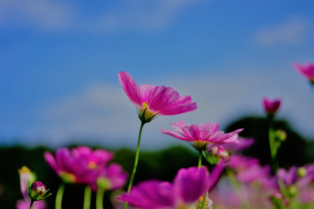 しずくpink　碧空に恋して♡