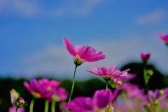しずくpink　碧空に恋して♡