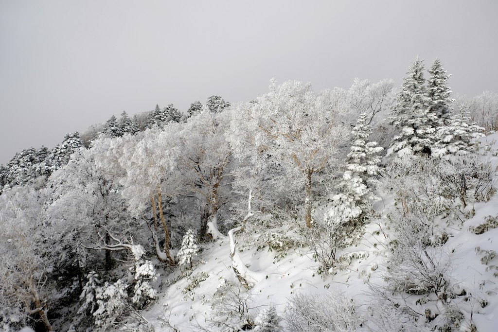 Hoarfrost☆。.:＊・゜