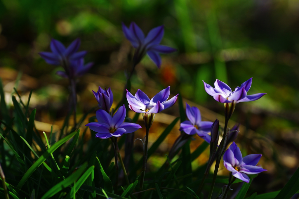 Spring starflower