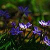 Spring starflower