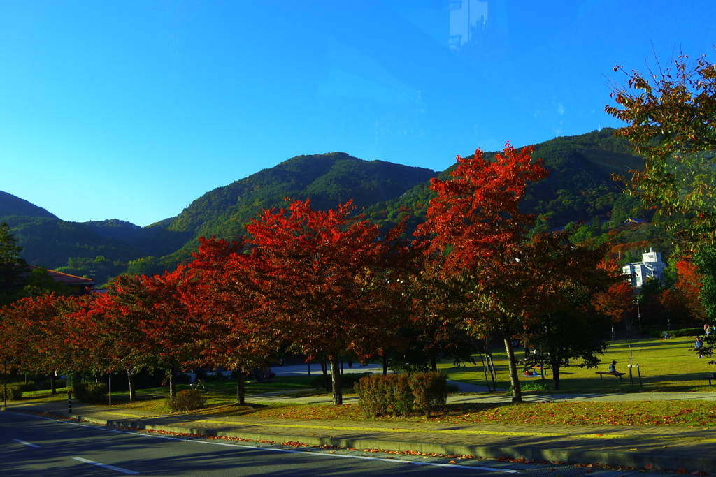 春色。桜色のころに・・・