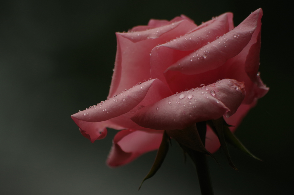 雨も時にはうれしいの♪・・・しずくpinkの薔薇1