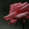 雨も時にはうれしいの♪・・・しずくpinkの薔薇1