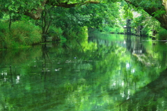 水の精霊が住む森