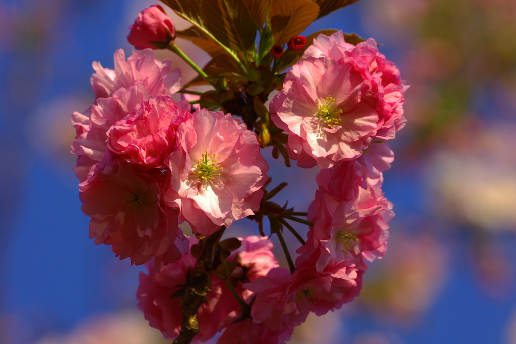 しずくPink　碧空も桜色に染めて