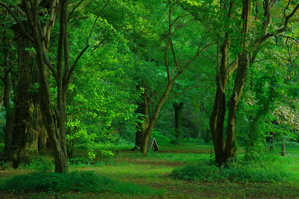 A Sleeping Forest