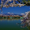 桜flame