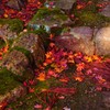 君と愛でる煌めく秋～紅葉の錦～