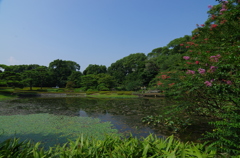 皇居東御苑　日本庭園　夏。