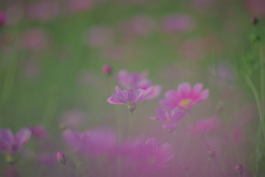 See you in my dreams☆彡