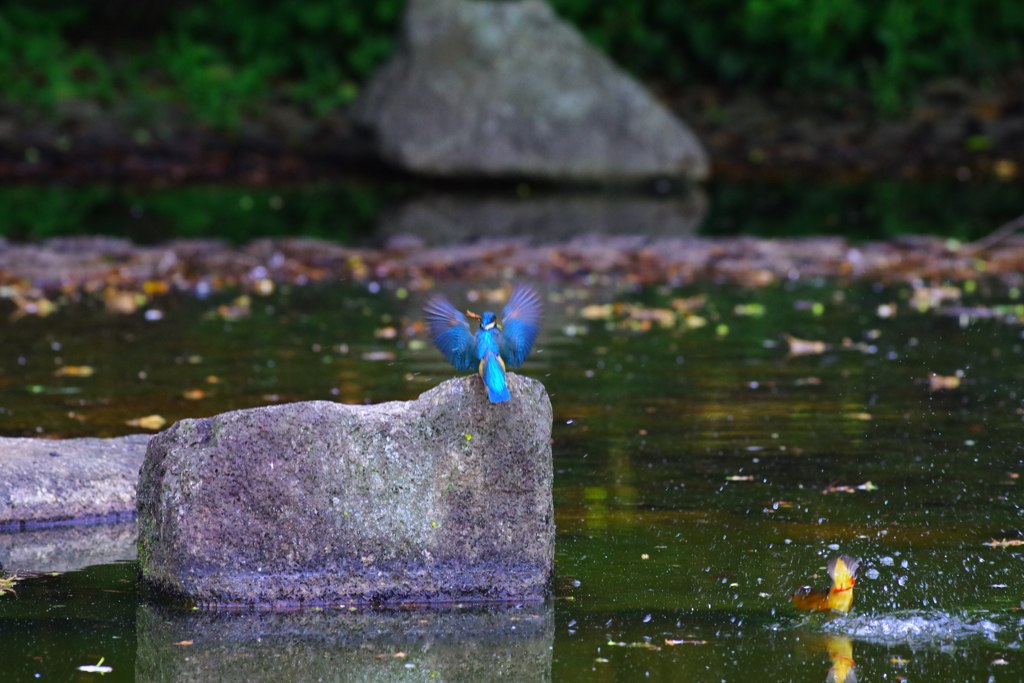 Dive
