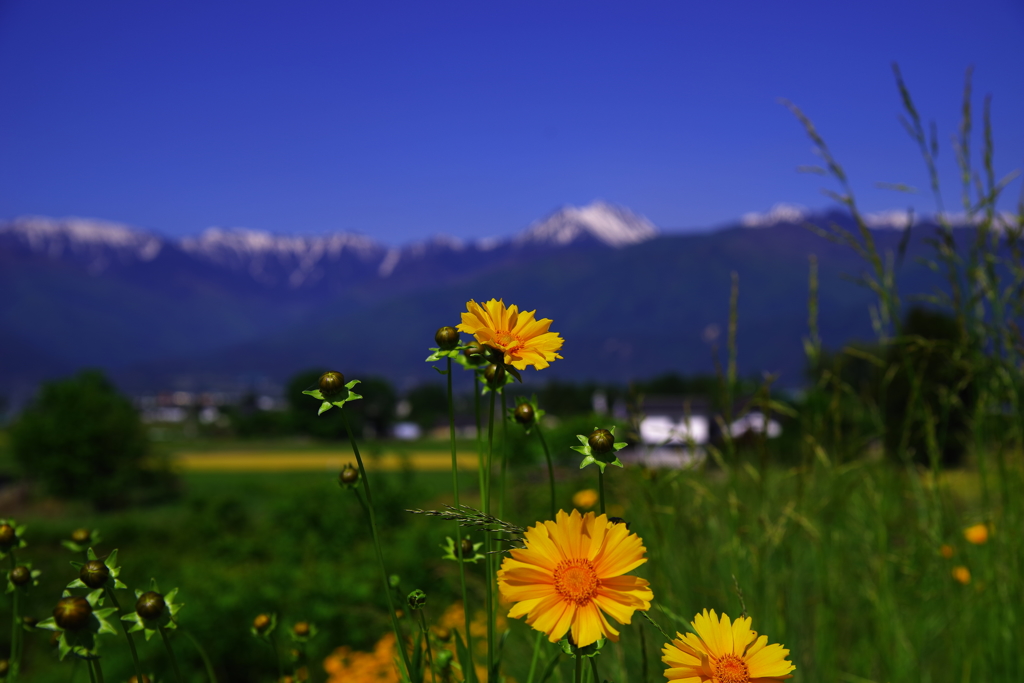 初夏の安曇野・常念遠景