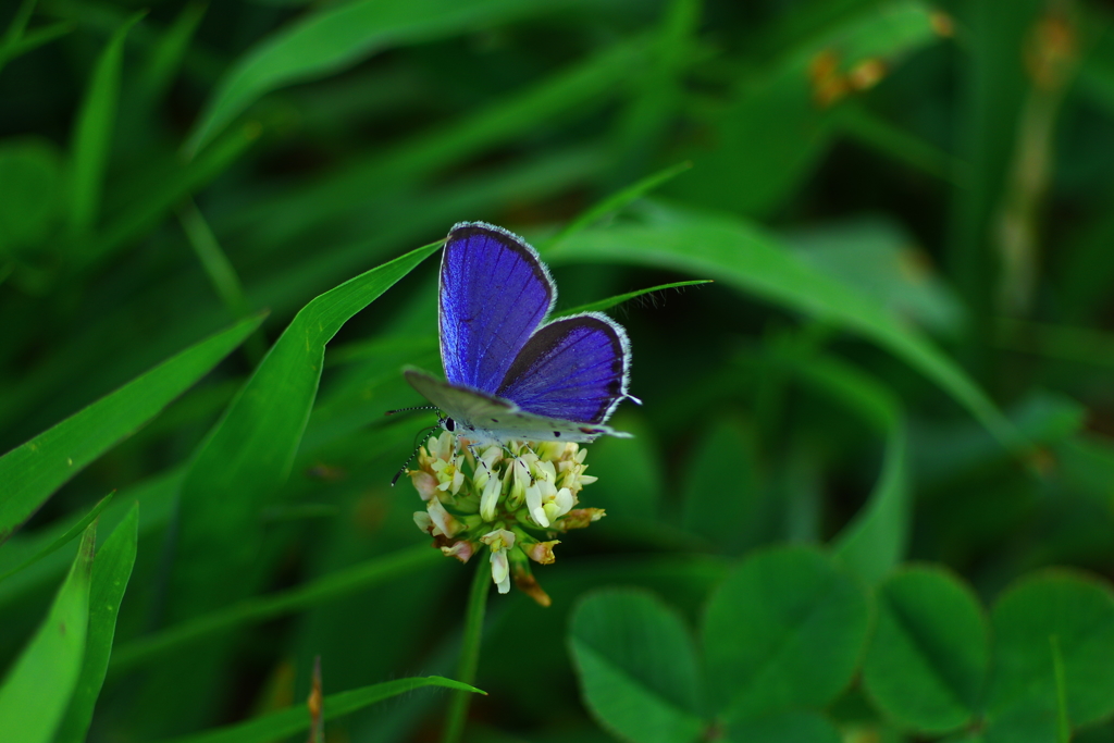 しずくblue　蒼い煌き