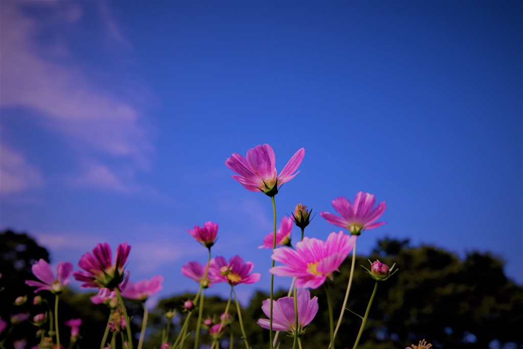 beautiful　days•*¨*•.¸¸♬