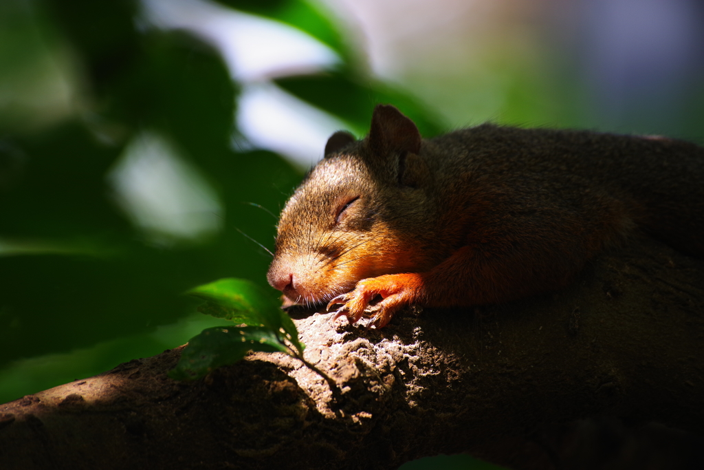 まだまだ夢の中だよ～zzz