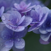 しずく＆しずくblue3