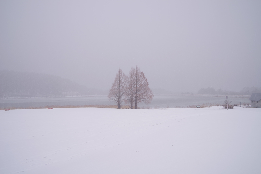 冬色雪夢♪。.:＊・゜