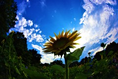 君と僕の大好きな夏空