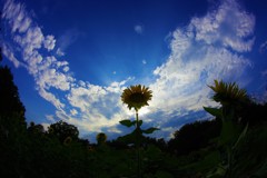 夏に恋して