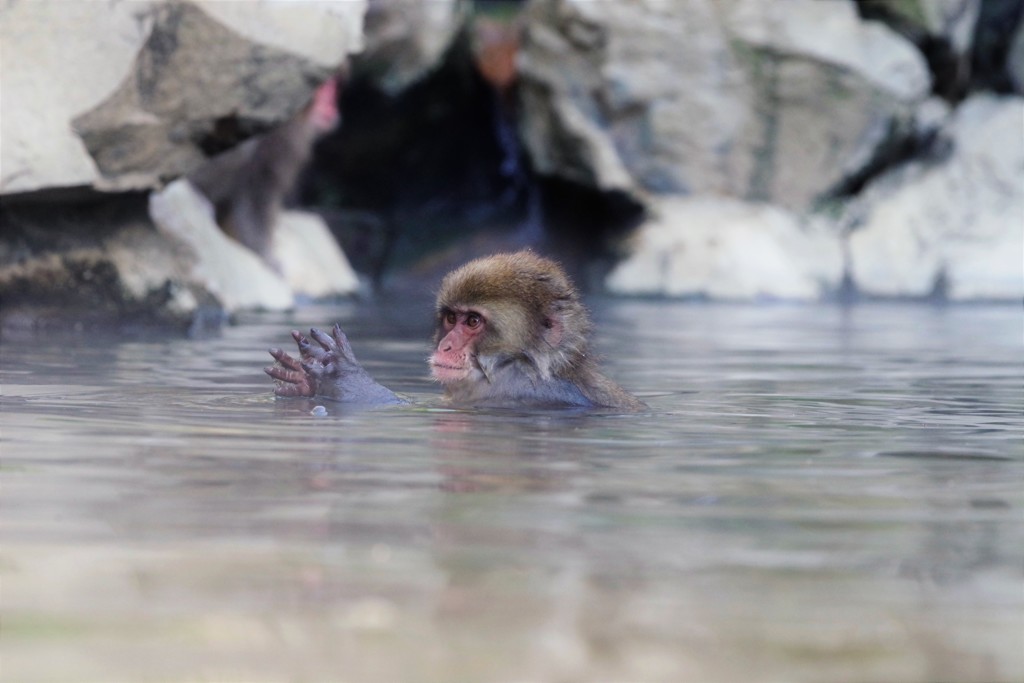 美人の湯で一緒にあったまろ～！ウッキ～！！