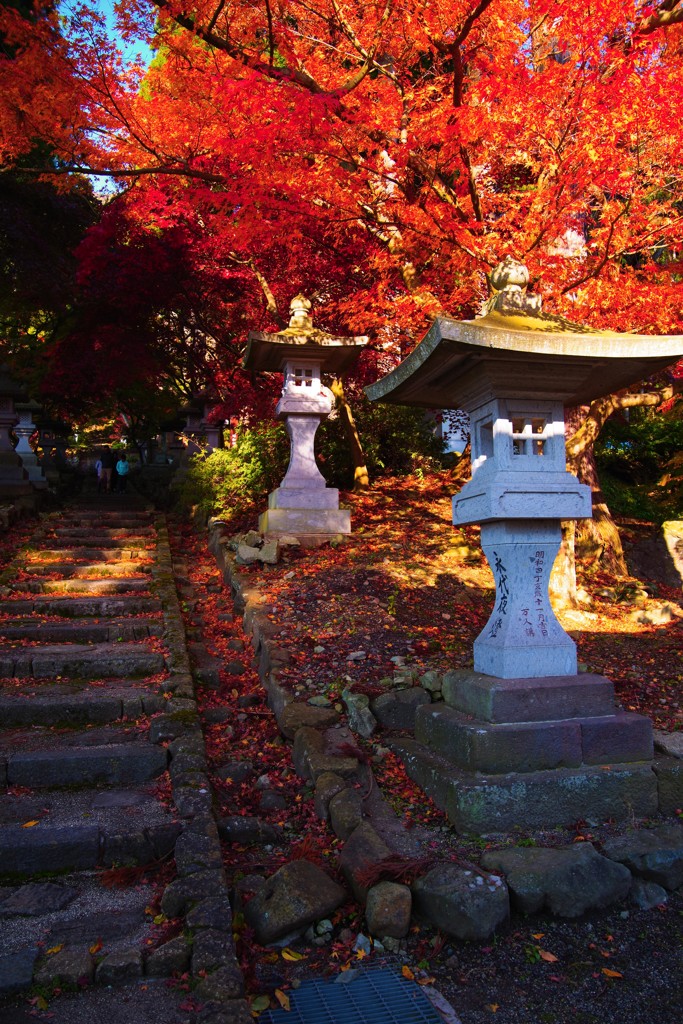 君と見あげた碧空を染める入紅葉,゜.:。+゜