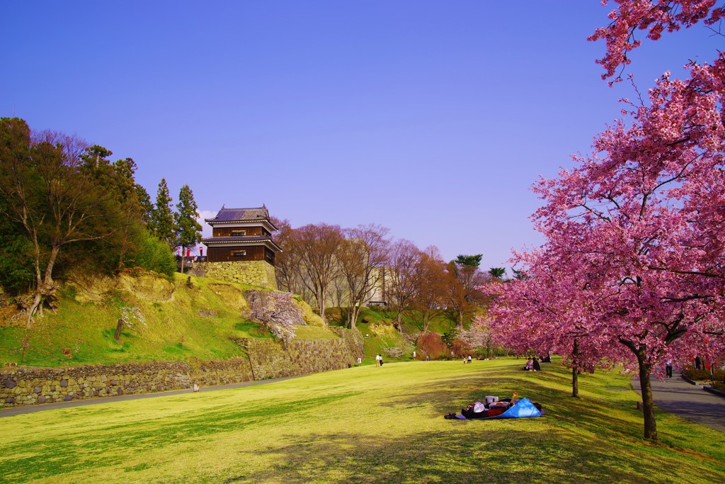 桜並木の下で過ごす〝はる〟☆。.:＊・゜