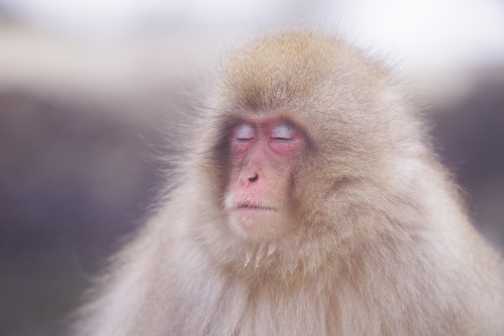 夢見心地♪。.:＊・゜