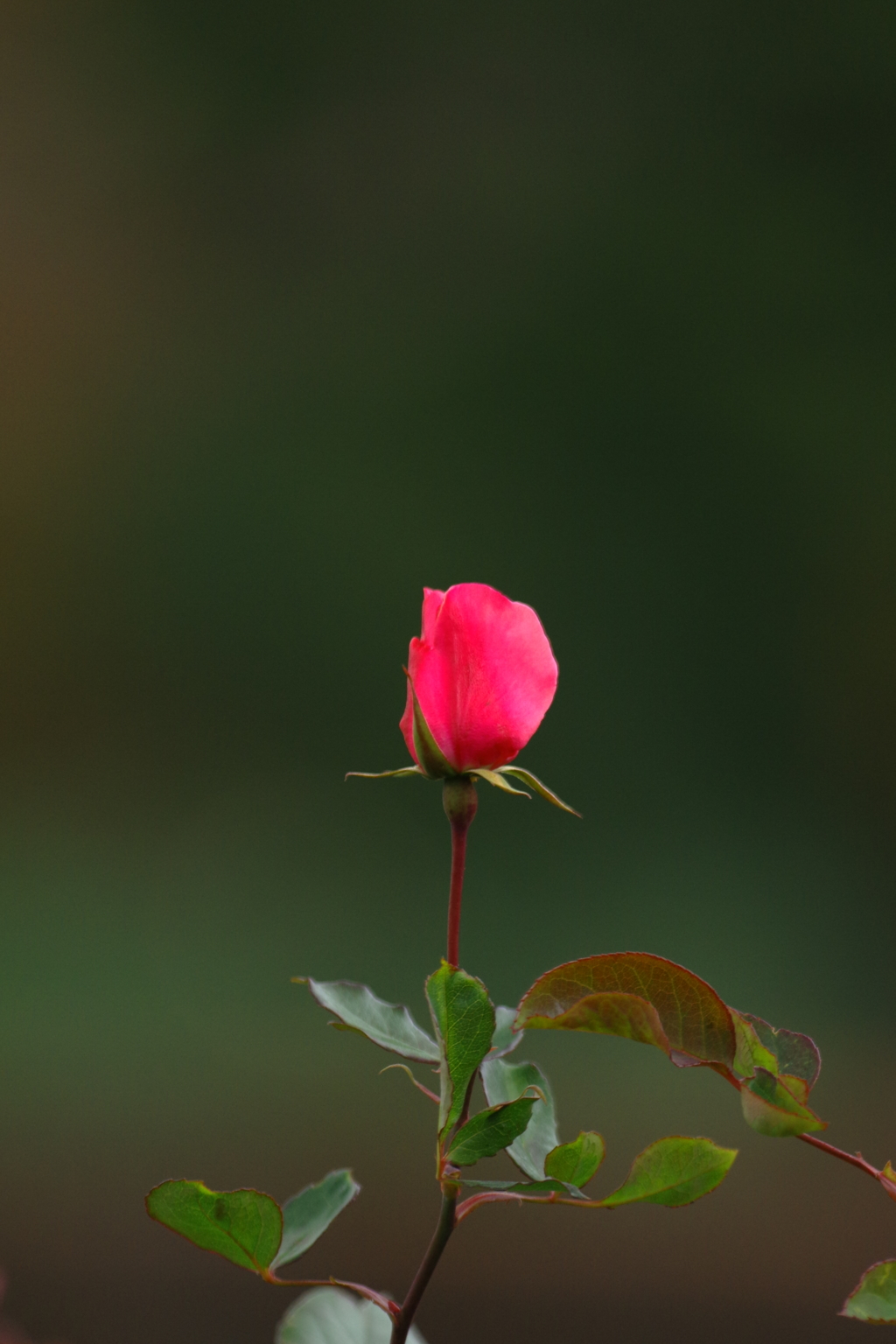 やさしいときを・・・