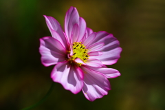 しずくpink　やさしい横顔