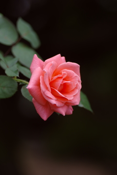 Sweet Dreams♡♡♡ Sweet Dreams♡♡♡