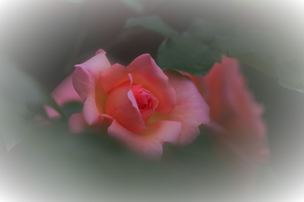 Maybe you can join me in my dreams☆彡