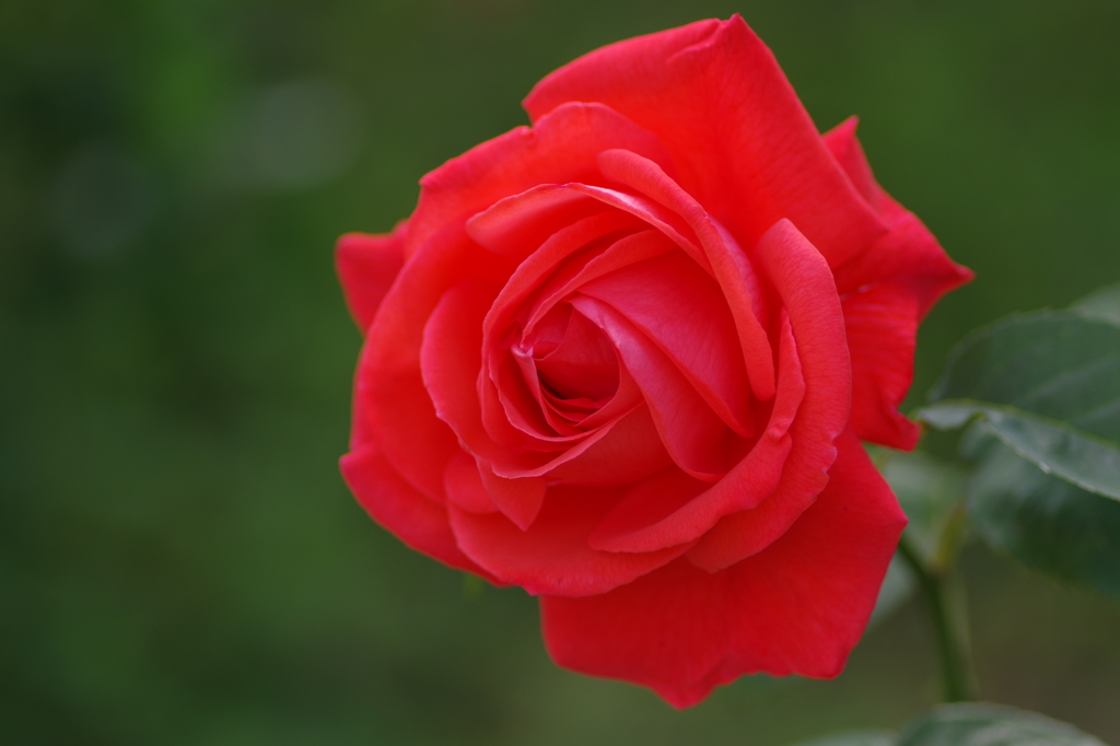 I hope you have sweet dreams tonight 