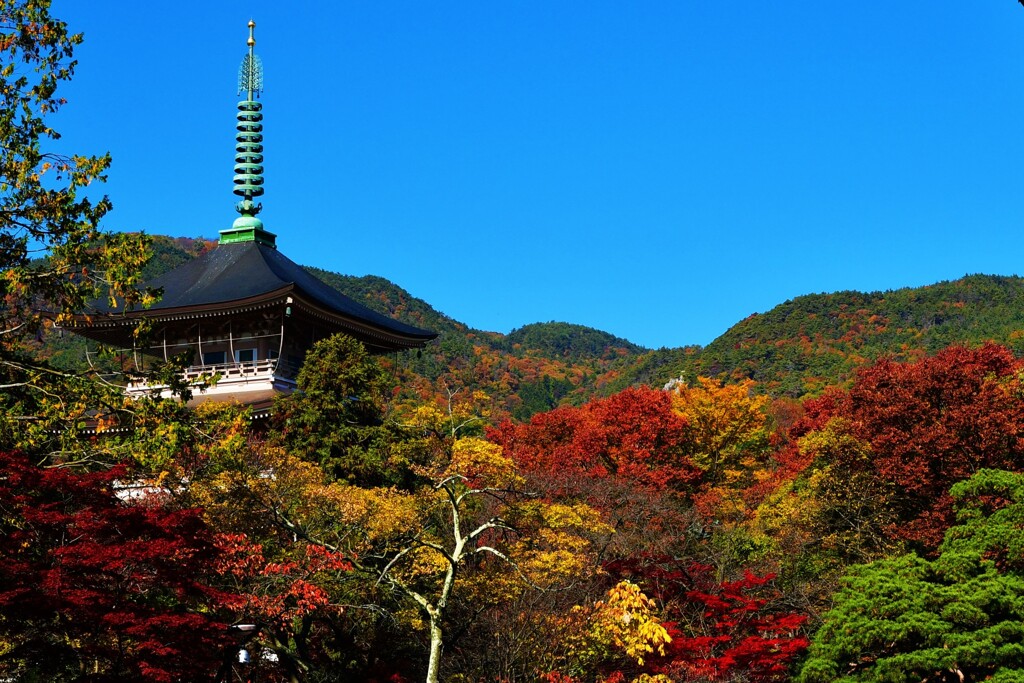 秋色に染まる善光寺