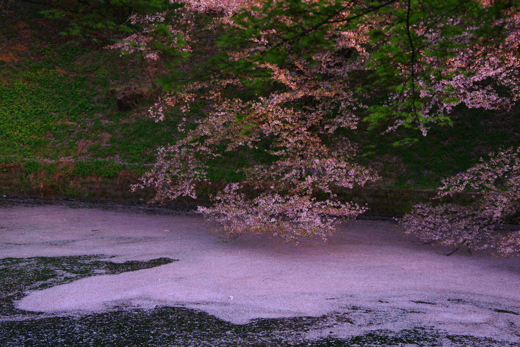 桜色の夢を。。。