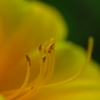 蕊の誘惑
