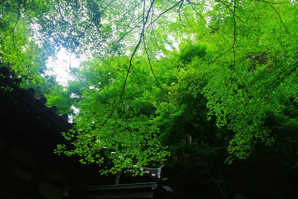 見上げる空に深翆。