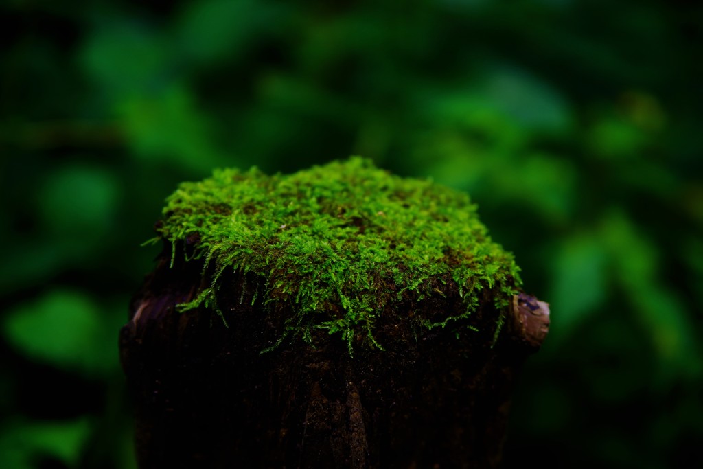  moss