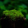  moss