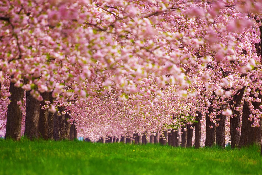 君と〝はる〟の想い出～桜色の煌めき～