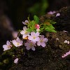 薫る〝はる〟♬*.+