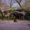 桜の絨毯。